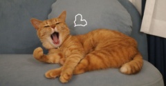 雨と猫とくじ運のはなし