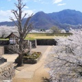 長野で4月の桜を見る