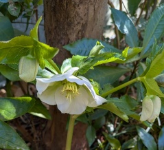 クリスマスローズ