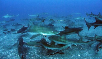 ワイサメ、サメ仲間10匹と海水浴を満喫
