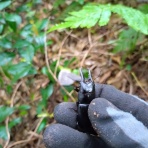 ひだりの採集記(不定期)