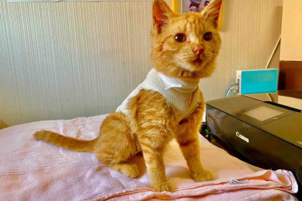 美味しい野菜と美しい山が好きです - 猫・プックル