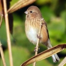 11月15日の野鳥観察　豊橋市今橋