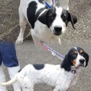 長生保健所から来たセッターちゃんと愛護センター本所のポインター子犬