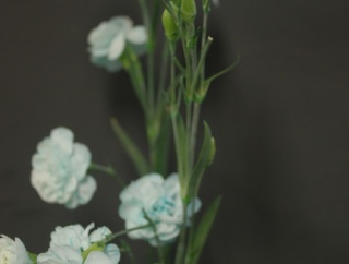 青いカーネーション