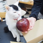 裏つるきち