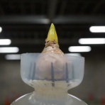 ◆ 園芸部日記 ◆