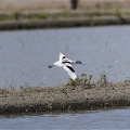 【探鳥記】大久保農耕地に現れた珍鳥！ソリハシセイタカシギとの出会い