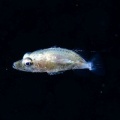 5月21日 刺激的な水中生物