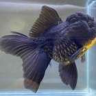『金魚・メダカ入舎情報‼️』の画像
