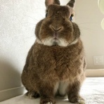 Bunny! Bunny!