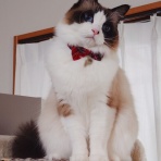 ラグドール　ルルナのあしあと。