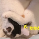 後ろ足の足の裏