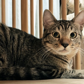 ひまちゃん！　２