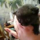 ��ǭ���ä��٤β���