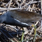 『BORG72FLによるバン＆2/28(金)は棚卸休業　2020/02/27』の画像