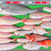 2025年12月2日　釣果