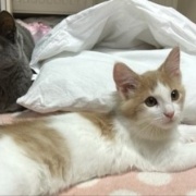 メルシーを迎えて変わったことと猫の魅惑的な足