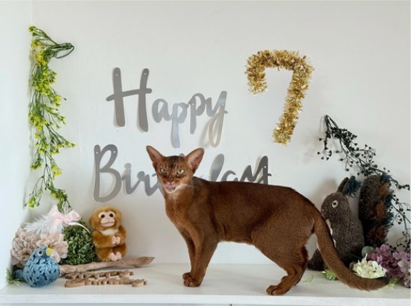 りす子、7歳のお誕生日会♪