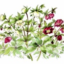 クリスマスローズ