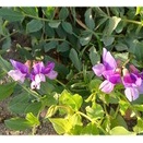 2026/4/3 　外国人の大切な落とし物をお宅に届ける