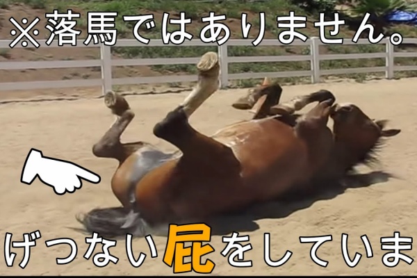 Youtubeどうぶつ動画まとめch 動物色々