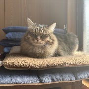 【猫写真】日向ぼっこマロちゃん