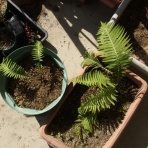 La paixの畑とパン