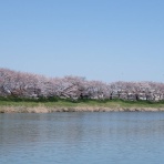 東北の桜開花情報