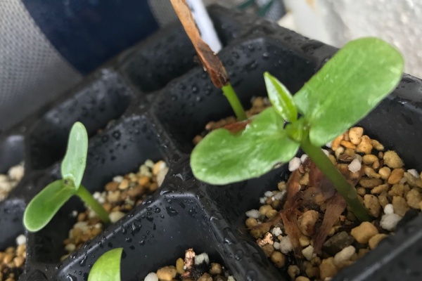 種まきさんの種まきブログ 沖縄から プルメリア