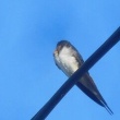 今朝の野鳥　ツバメ・ヒヨドリ