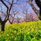 早春の神奈川・東京に河津桜と梅を観に往く 松田町 まつだ桜まつり４