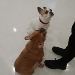 犬の幼稚園　アットホームblog