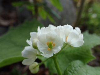 ☆★庭は早くも初夏の装い