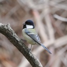 いたずら？巣作り？・・・シジュウカラ