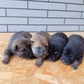 宮城県でも可愛い子犬が産まれてます～