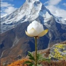 ⑲雪蓮（ブアヒマ）、姿はサツマイモ、味は梨