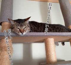 いろいろ雑談。と、今度こそ成功のタマ。