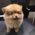 ポメラニアンちゃん♀