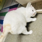 annex ニャンコのずっとのお家探し。
