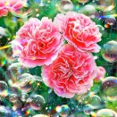 彩華の庭に宿る虹の雫 Blessed Family Light