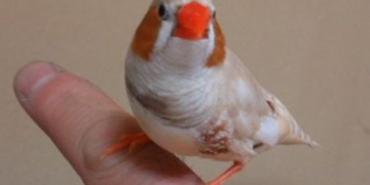 うちは小鳥を飼ってるんだけど、彼氏「鳥インフルエンザになるから早く処分しろ」