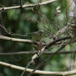 花鳥いろいろ 四季の野鳥