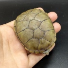 『爬虫類入荷情報！』の画像