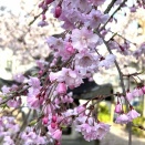 最高気温24度のなか、本格的な有機合成が始まる♪