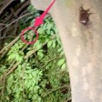 撮影してて「おぉ！？」となった生き物動画