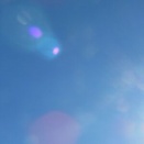 森の新しい仲間　ボストンテリアのストラップ