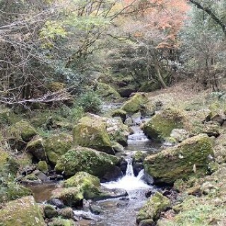 みかん農家のこだわりみかん栽培の日々