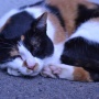 エアドロップ痴漢が流行ってるから端末の名前を『猫の画像ください』に変更してみた　→　そのまま電車に乗った結果ｗｗｗｗｗｗ