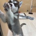 仔犬紹介